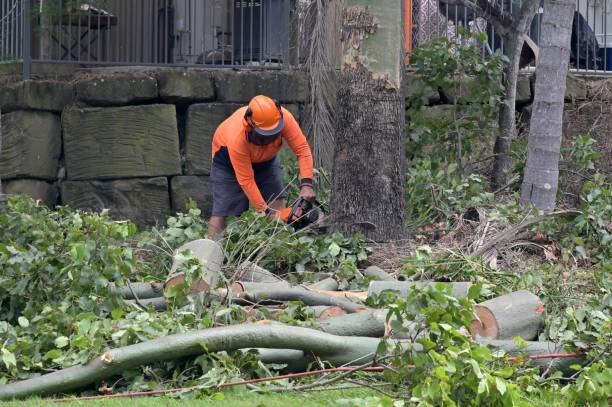 How Our Tree Care Process Works  in  Batavia, IL