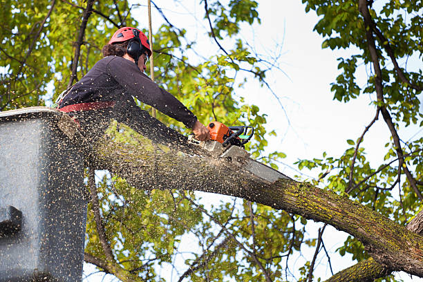 Trusted Batavia, IL Tree Removal Experts